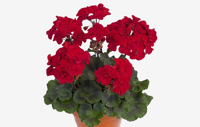 Muškát vzpriamený Abelina - Pelargonium, kont. 0,7 l