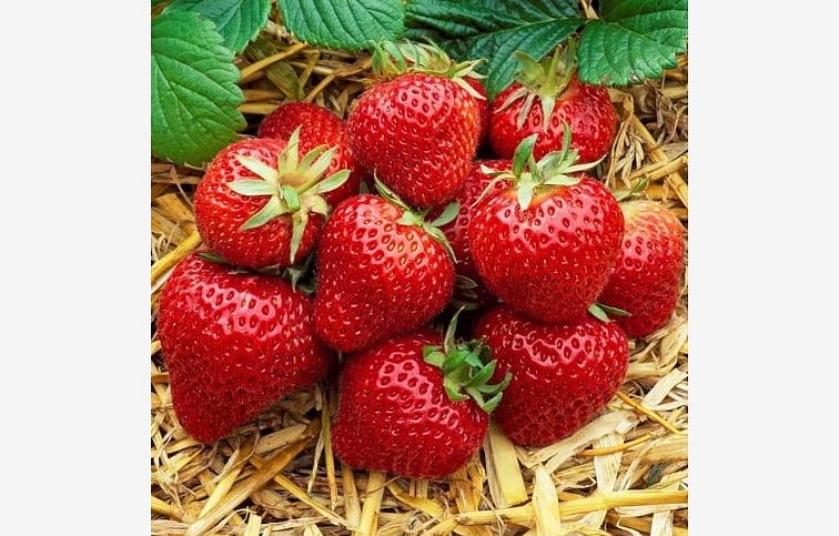 Jahody Honeoye - Frigo sadba A, zväzok 10 ks