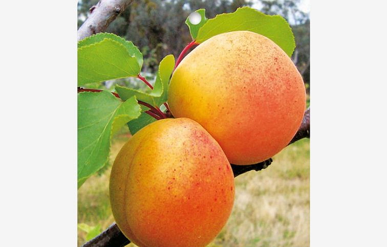 Marhuľa Harcot, podpník Alycza, voľnok.