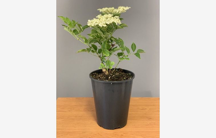 Baza čierna veľkoplodá Haschberg 60-90cm, kont. 4 l