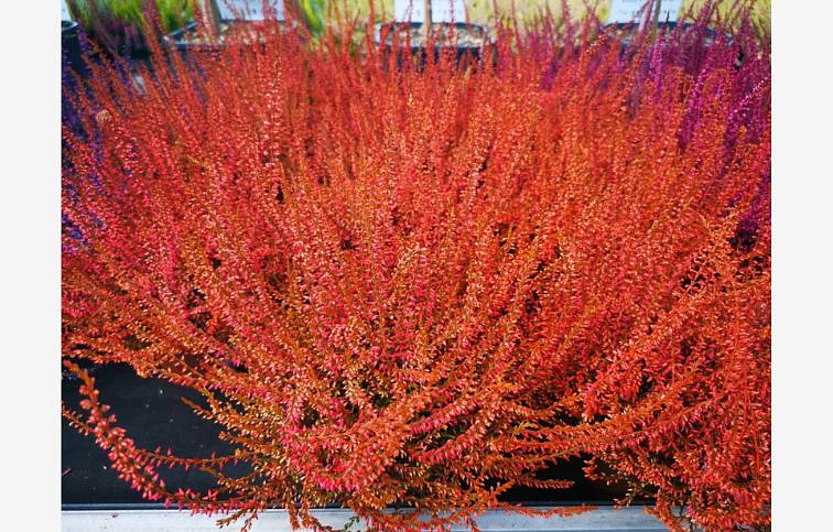 Vres Garden Girls farbený oranžový, kont. p11