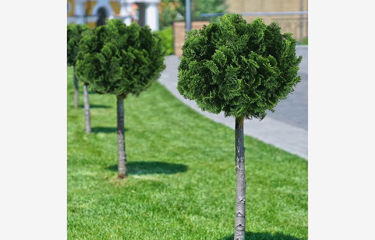 Cypruštek tupolistý NANA GRACILIS na kmienku, výška 60-80 cm, kont. 5 l