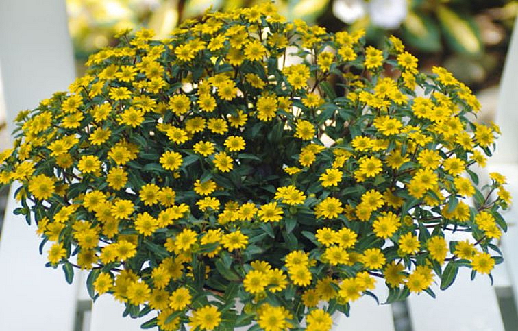 Sanvitália poliehavá Bambini, kont. 0,5 l