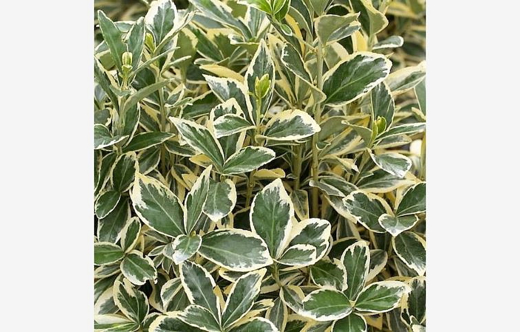 Bršlen japonský BRAVO 80-120 cm, kont. 15 l