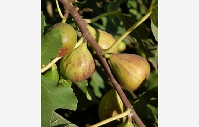 Figovník Madeleine Des Deux Saisons 40-70cm, kont. 9 l