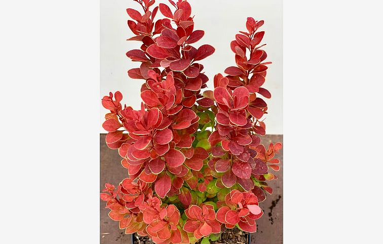 Dráč Thunbergov Neon 20-30 cm, kont. 2 l