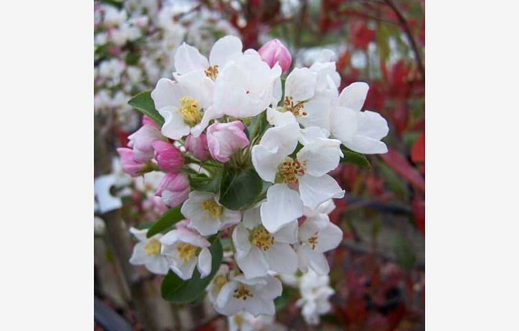 Okrasná jabloň Red Sentinel na kmienku, výška 250-300 cm, obvod kmeňa 6-8 cm, kont. 35 l