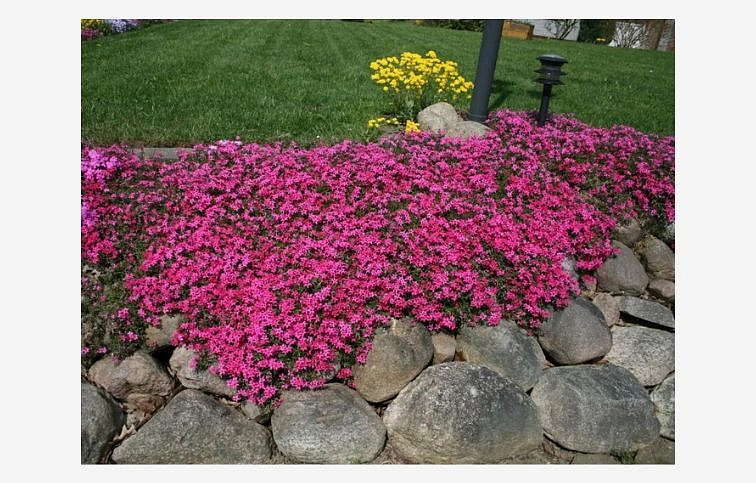 Flox šidlolistý Scarlet Flame - Phlox subulata, kont. 0,5 l