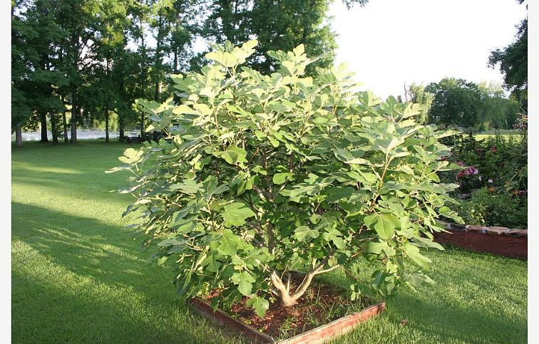 Figovník Brown Turkey 40-70 cm, kont. 9 l