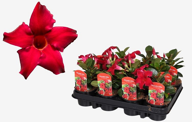 Mandevila Rio Petite Red - Dipladenia, kont. p9