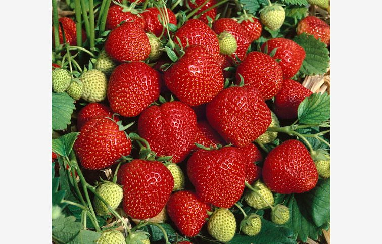 Jahoda Elsanta, multiplato 10 ks