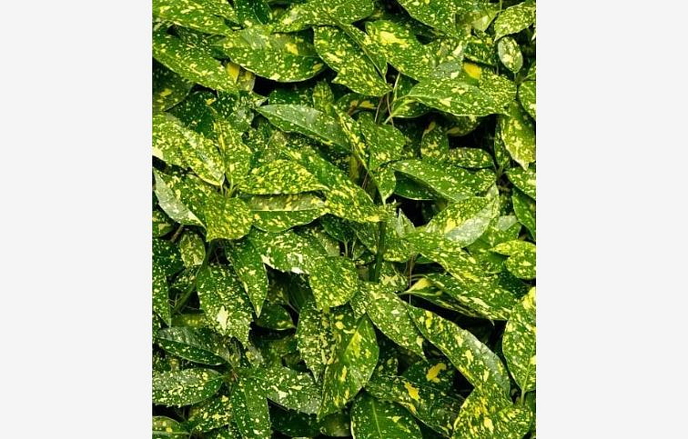 Aukuba japonská Crotonaefolia 70-80 cm, kont. 10 l