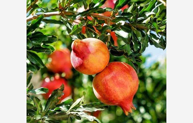 Granátovník púnsky na 90-100cm kmeni, výška 180-220cm, obvod kmeňa 8-10cm, kont. 12 l