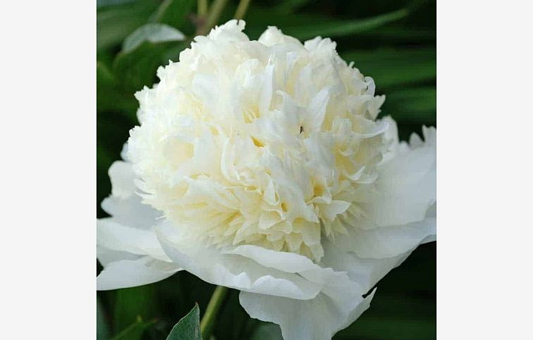 Pivonka bylinná Charles White - Paeonia lactiflora, kont. p11