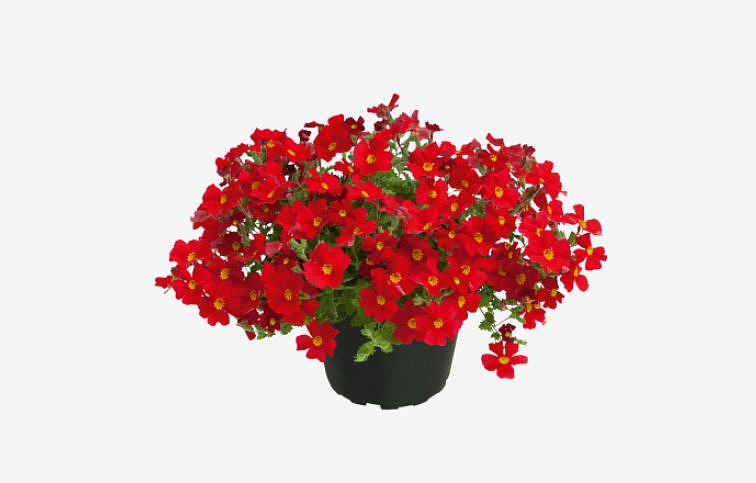 Jamesbrittenia Safari Lava, kont. 0,5 l