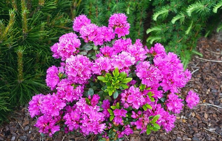 Azalka japonská Geisha Purple 20-30 cm, kont. p17