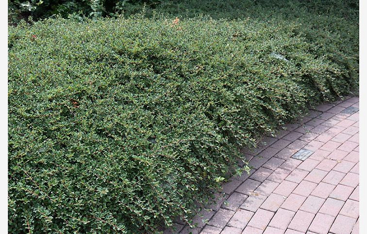 Skalník Dammerov CORAL BEAUTY 20-30cm, kont. p9