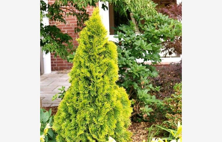 Tuja západná Gold Smaragd 50-60 cm, kont. 2 l