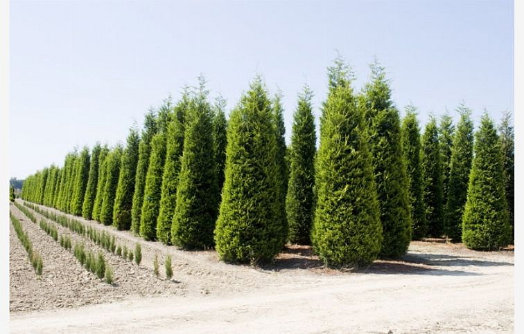 Cyprusovec leylandský 30-40cm, kont. p9