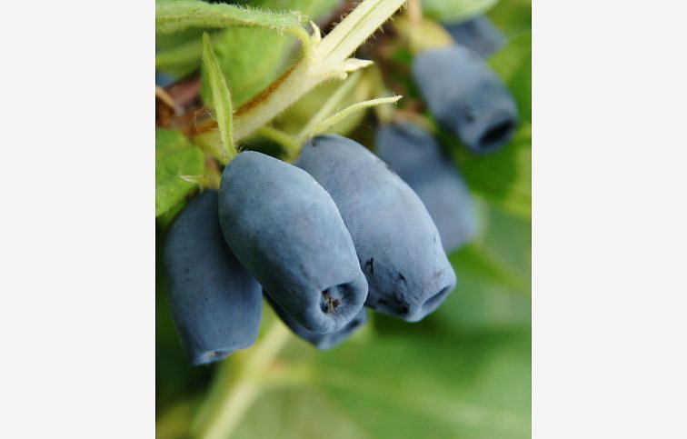 Zemolez kamčatský Wojtek 30-50cm - Lonicera caerulea kont. 1,5 l