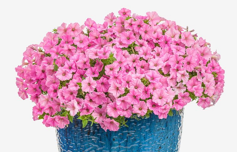 Petúnia Supertunia Vista Bubblegum, kont. 0,5 l