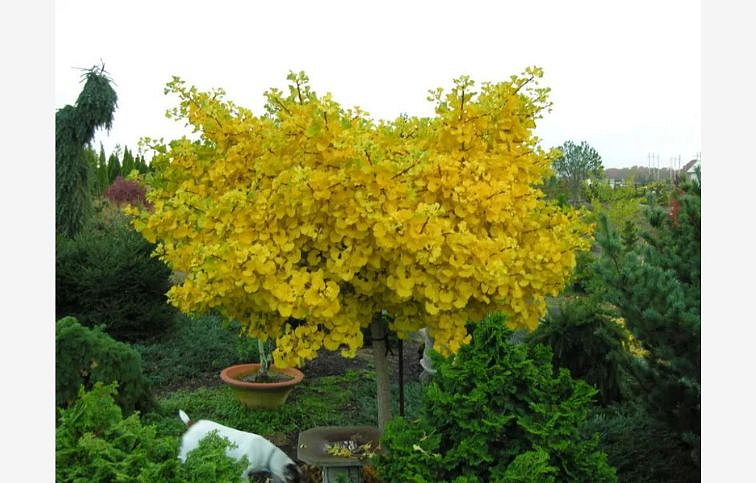 Ginko dvojlaločné MARIKEN na cca 90cm kmienku, výška 120-130 cm, kont. 15 l