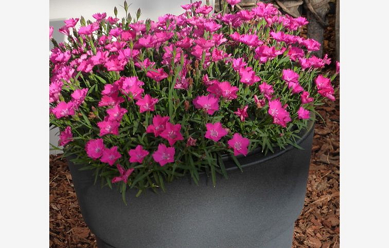 Klinček Waikiki Pink - Dianthus, kont. 0,5 l