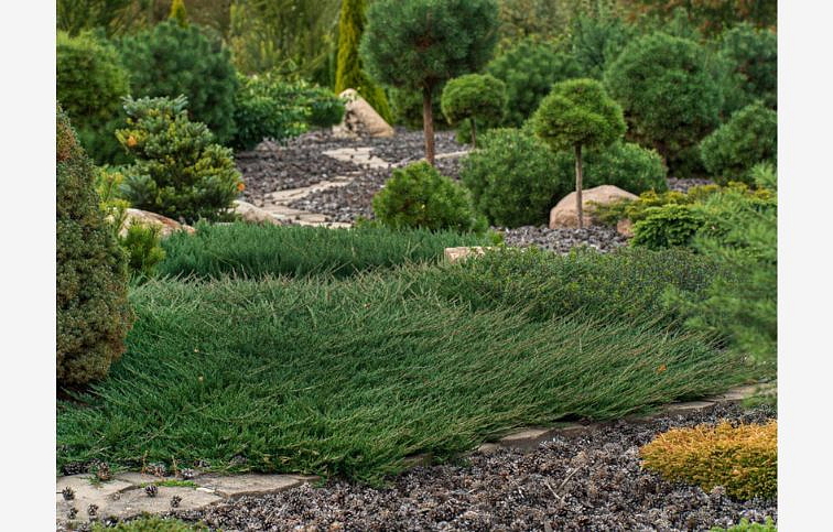 Borievka obyčajná Green Carpet, kont. p9