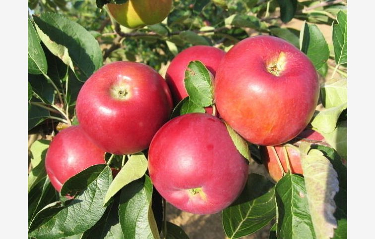 Jabloň Julia, podpník M26, voľnok.