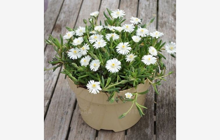 Poludňovka Jewel of Desert Moon Stone - Delosperma, kont. 0,5 l