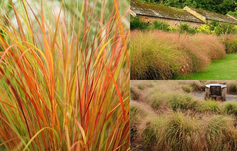 Smlz trsťovníkovitý - Stipa arundinacea, kont. 0,5 l