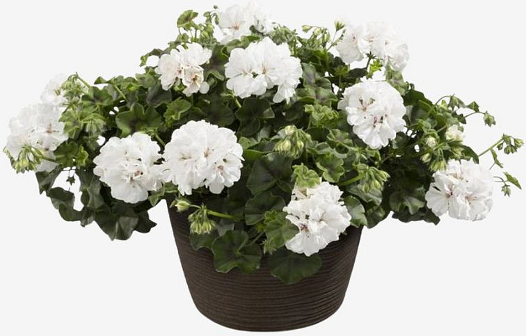 Muškát previsnutý Allegria Bianca - Pelargonia, kont. 0,5 l