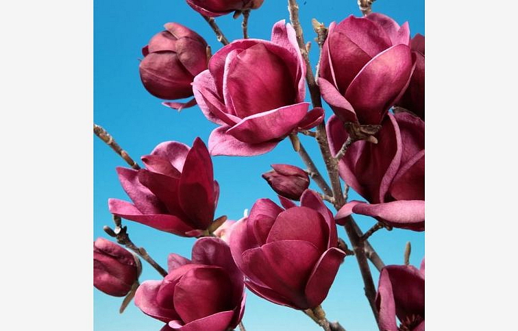 Magnólia Genie 110-150cm, kont. 10 l