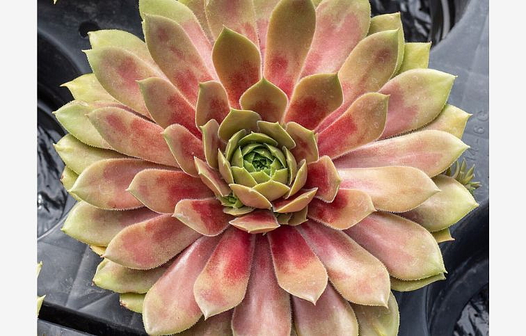 Skalnica BigSam Red Mellow - Sempervivum, kont. 0,5 l