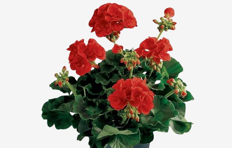 Muškát vzpriamený Barbarossa - Pelargonia, kont. 0,7 l