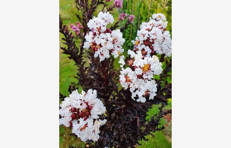 Myrta krepová na kmienku Coconut Sorbet 110-130 cm, kont. 15 l