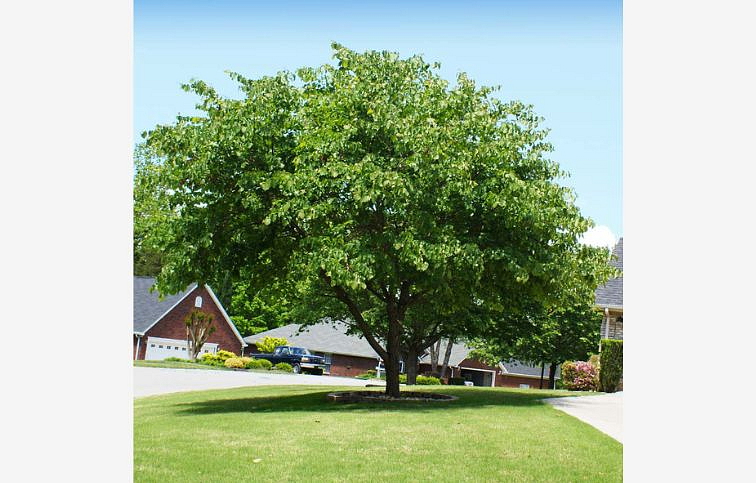 Judášovec kanadský 60-80 cm, kont. 2 l