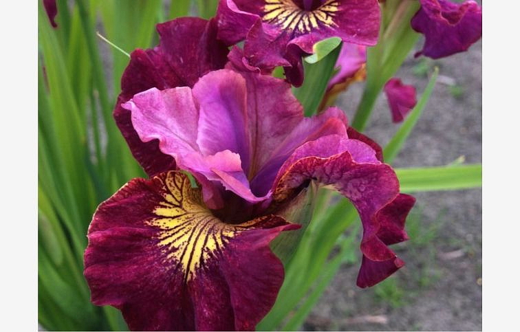 Kosatec sibírsky Miss Apple - Iris sibirica, kont. p11