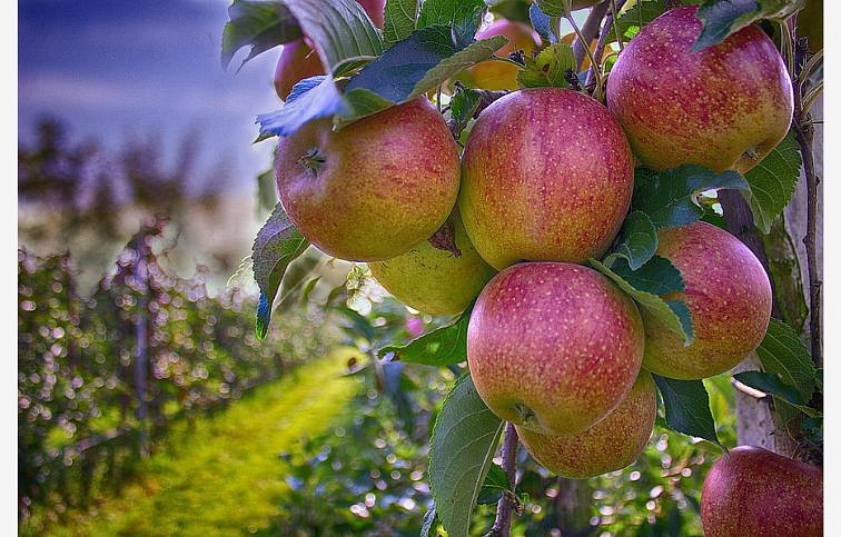 Jabloň Ontario, podpník A2, voľnok.