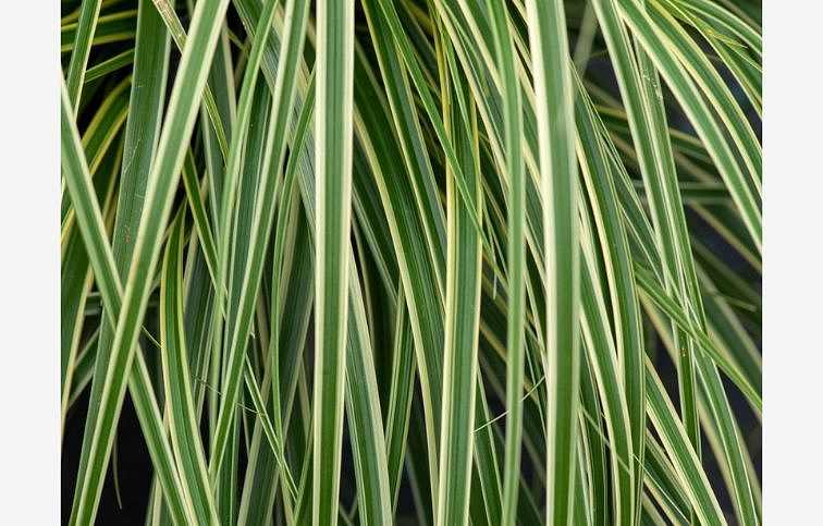 Ostrica ošimenská Goldwell - Carex oshimensis, kont. 0,5 l