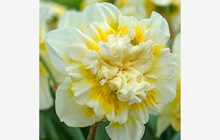 Narcis Ice King 3 ks v kont. 0,7 l