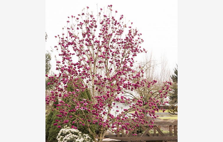 Magnólia hybridná Black Tulip 140-160cm, kont. 10 l