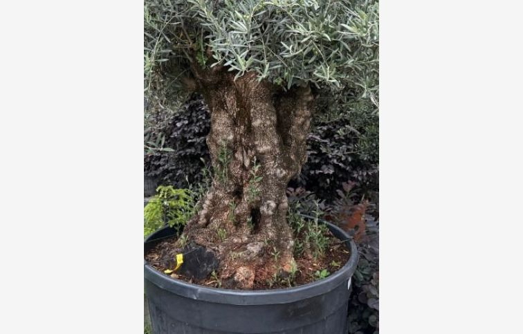 Olivovník európsky bonsaj, obvod kmeňa 140-170cm, výška cca 250cm