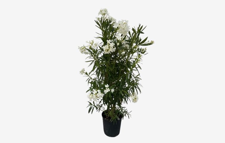Oleander biely 110-130 cm, kont. 18 l