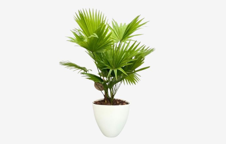 Livistona rotundifolia 40-60cm, v bielej keramike p22