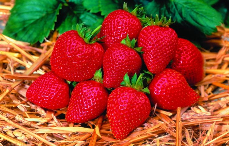 Jahoda previsnutá stálerodiaca Elan White - Fragaria, kont. 0,5 l