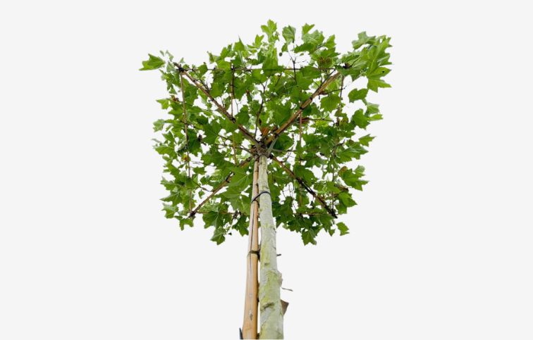 Platan javorolistý na kmeni, v. cca 250cm, obv. km. 14-16cm, STRECHA 100x100cm, kont. 90 l