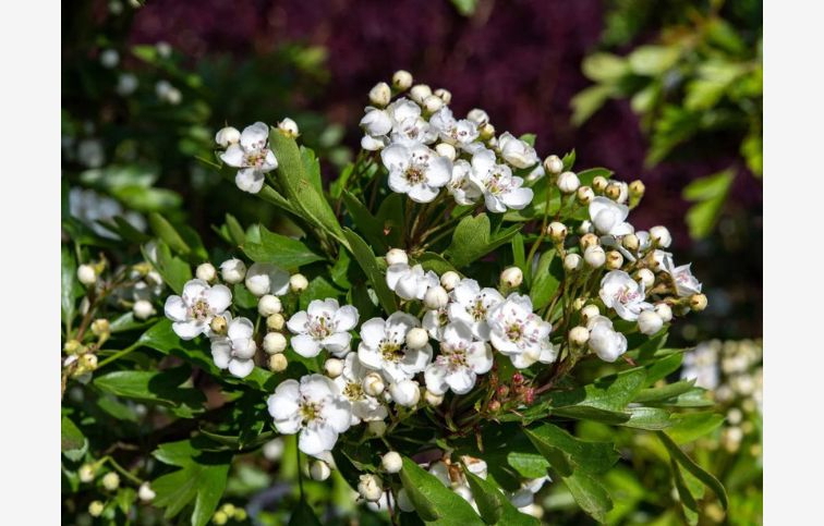 Hloh obyčajný Compacta na kmienku 130-160cm, kont. C5