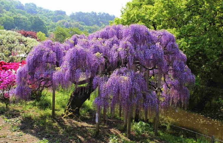 Vistéria čínska PROLIFIC 175-200 cm, kont. 3 l