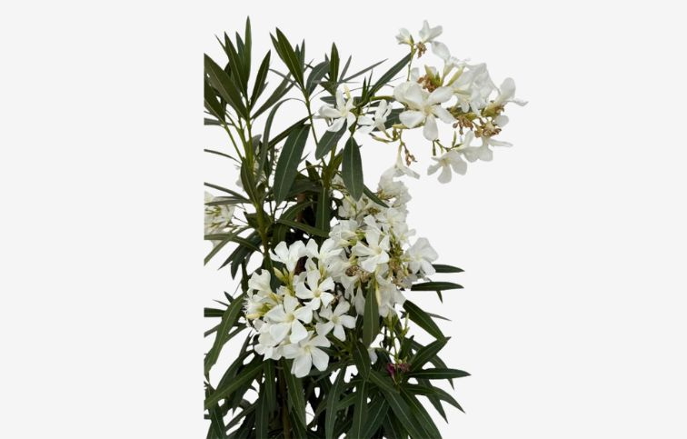 Oleander biely 90-110 cm, kont. 9 l